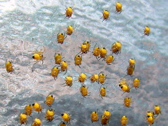 Babys der Gartenkreuzspinne, Araneus diadematus
