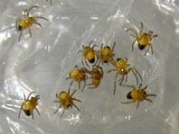 Babys der Gartenkreuzspinne, Araneus diadematus