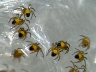 Babys der Gartenkreuzspinne, Araneus diadematus