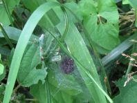 ev. Babys von Pisaura mirabilis, Listspinne