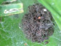 ev. Babys von Pisaura mirabilis, Listspinne