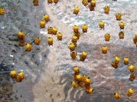 Babys der Gartenkreuzspinne, Araneus diadematus
