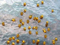 Babys der Gartenkreuzspinne, Araneus diadematus
