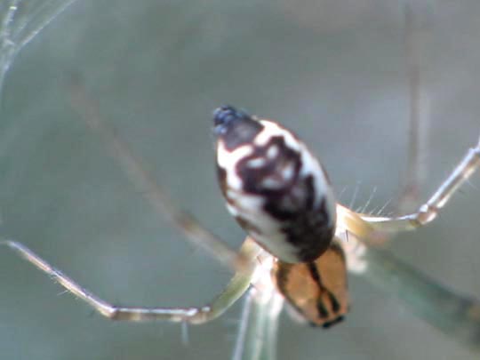 Linyphia triangularis