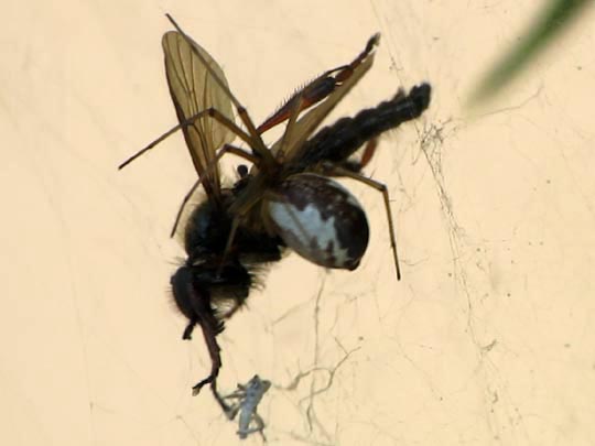 Neriene peltata, Waldbaldachinspinne