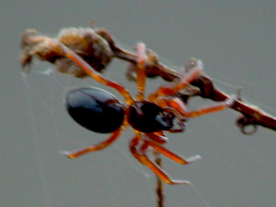 Walckenaeria cf. acuminatas