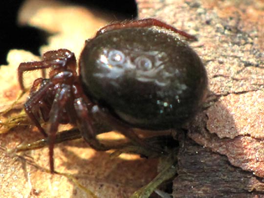 Baldachinspinne, Linyphiidae