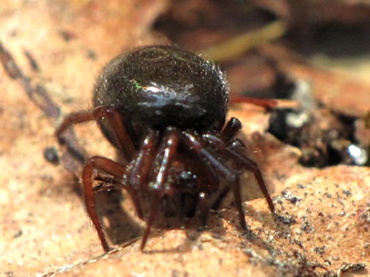 Baldachinspinne, Linyphiidae
