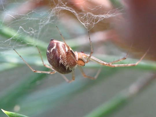 Linyphia triangularis