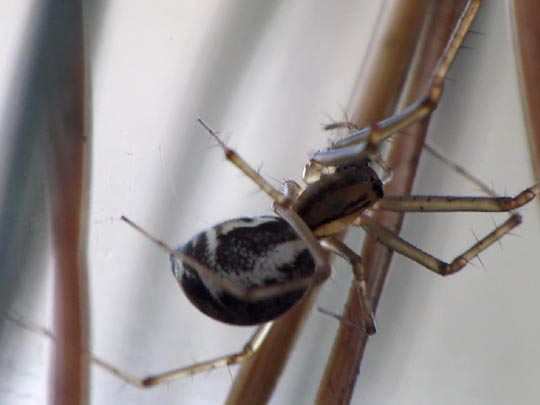 Linyphia triangularis