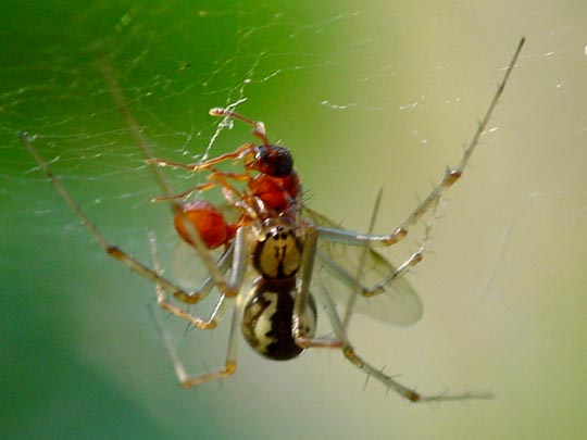 Linyphia triangularis