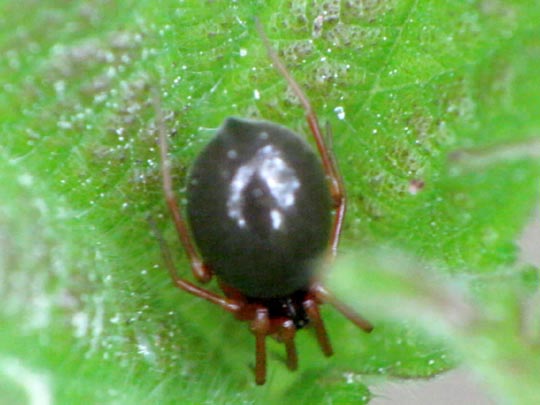 Baldachinspinne, Linyphiidae