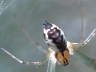 Linyphia triangularis