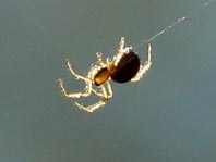 Baldachinspinne, Linyphiidae