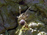 Baldachinspinne, Linyphiidae