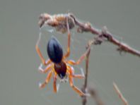 Walckenaeria acuminatas