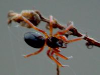 Walckenaeria acuminatas