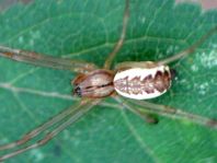 Linyphia triangularis