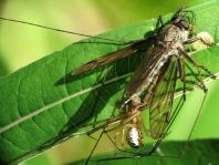 Linyphia triangularis