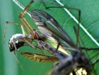 Linyphia triangularis