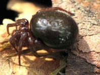 Baldachinspinne, Linyphiidae