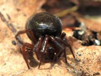 Baldachinspinne, Linyphiidae