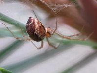 Linyphia triangularis