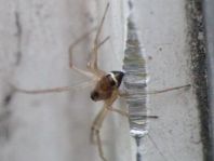 Linyphia hortensis
