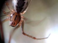 Linyphia triangularis