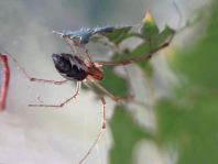 Linyphia triangularis