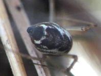 Linyphia triangularis