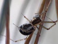 Linyphia triangularis