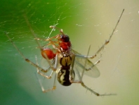 Linyphia triangularis