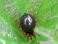 Baldachinspinne, Linyphiidae