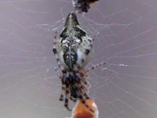Cyclosa conica, Konusspinne