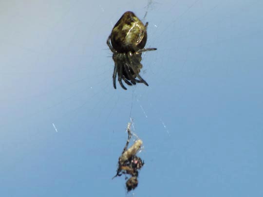 Cyclosa conica, Konusspinne