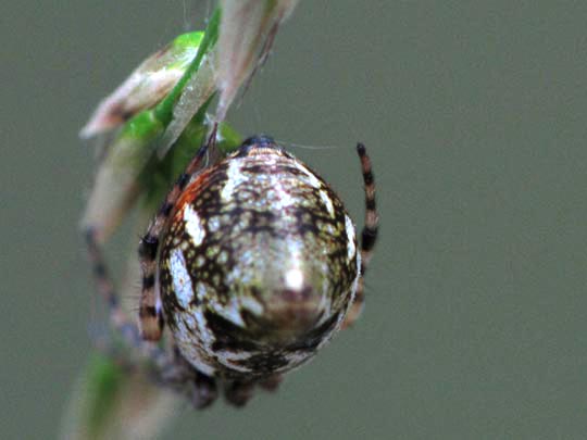 Cyclosa conica, Konusspinne