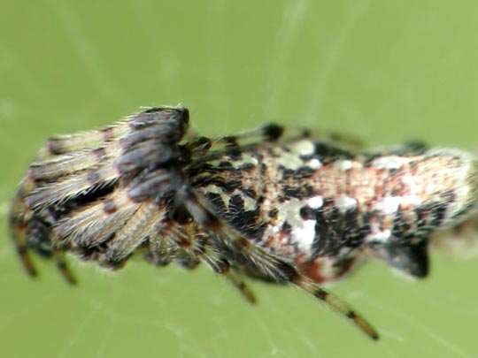 Cyclosa insulana