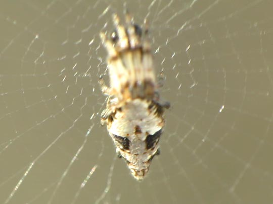 Cyclosa insulana