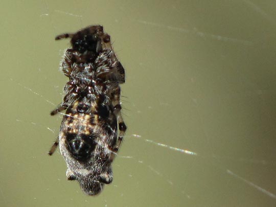 Cyclosa insulana