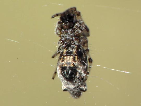 Cyclosa insulana