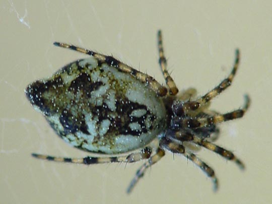 Cyclosa conica, Konusspinne