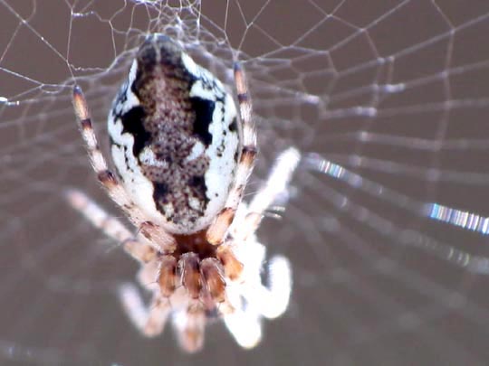 Cyclosa conica, Konusspinne