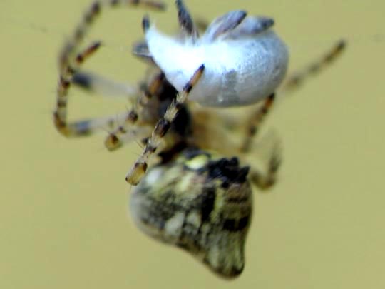 Cyclosa conica, Konusspinne