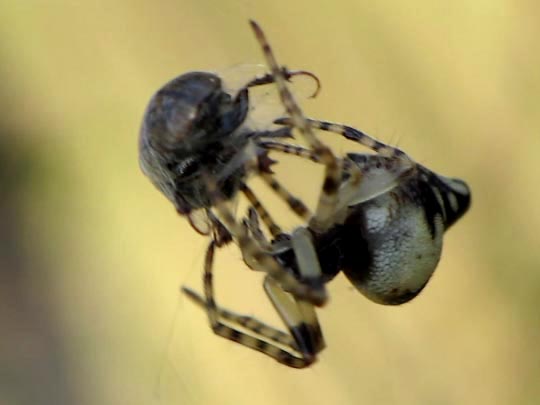 Cyclosa conica, Konusspinne