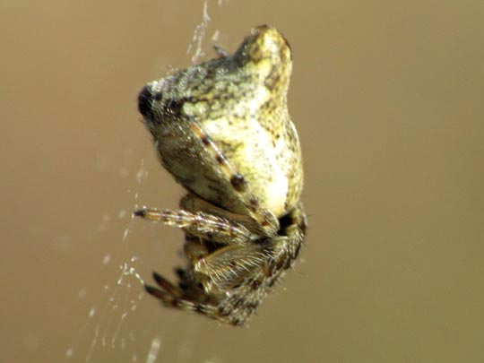 Cyclosa conica, Konusspinne