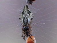 Cyclosa conica, Konusspinne