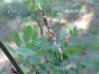 Cyclosa conica, Konusspinne