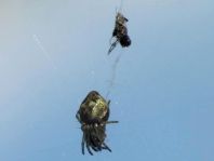 Cyclosa conica, Konusspinne