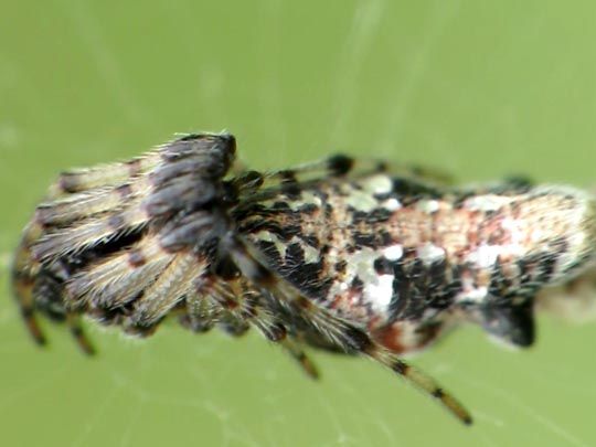 Cyclosa insulana